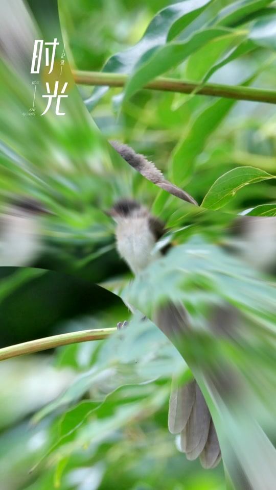 黑头奇鹛幼鸟几月份有 - 抖音