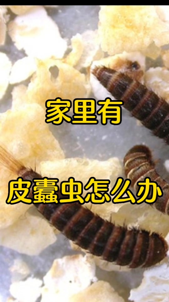 皮蠹虫怎么找源头 - 抖音