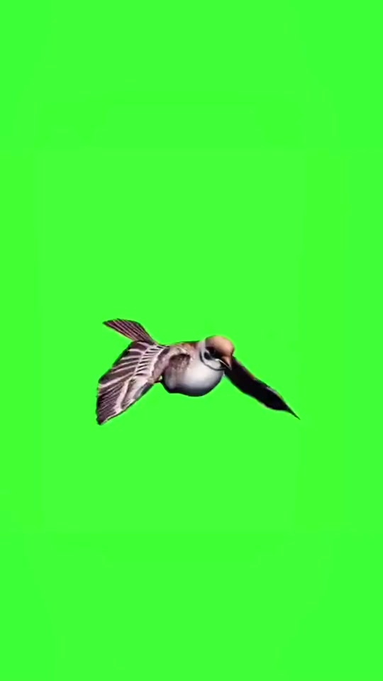 一只正在飞的鸟绿幕素材