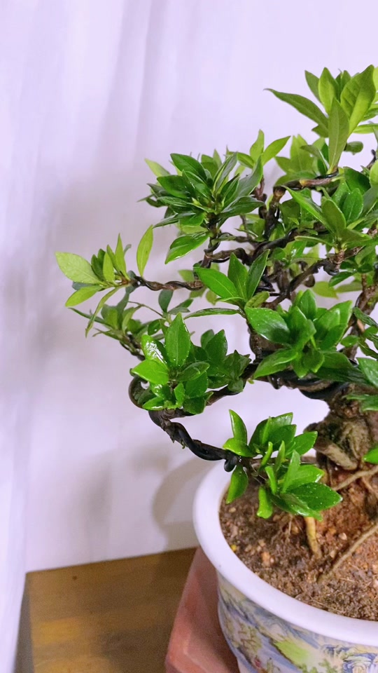 清誉栀子花盆景 #老桩盆景 #来抖音学盆景 #盆景直播间 #栀子花