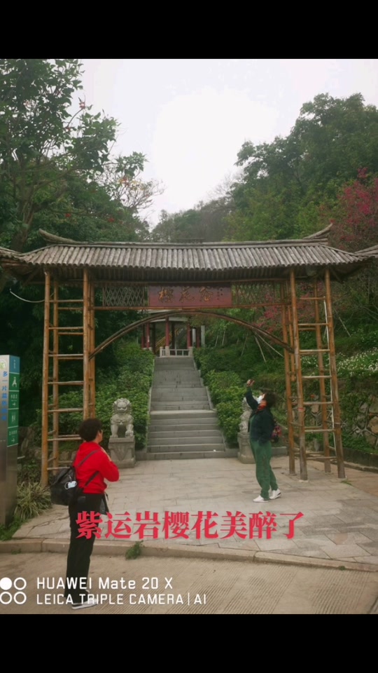 龙海紫云岩樱花_龙海紫云岩樱花谷_龙海市紫云岩景点 - 抖音