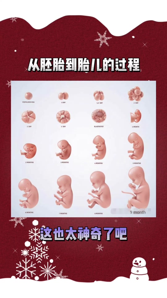 兔子胚胎1-30天发育过程变化图 - 抖音