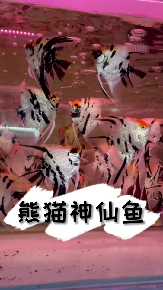 熊猫燕鱼鳍裂 - 抖音