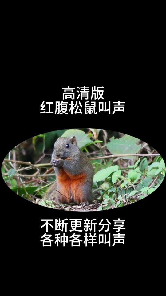 红腹母松鼠发出求爱叫声怎么回事 - 抖音