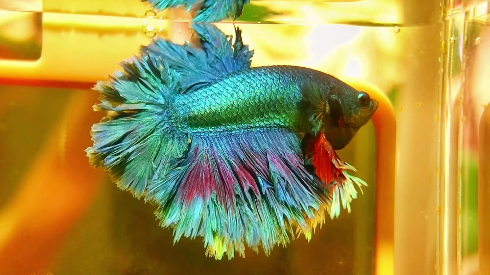 暹罗斗鱼馆:印尼斗鱼绣球斗鱼,绣球斗鱼到货啦.
