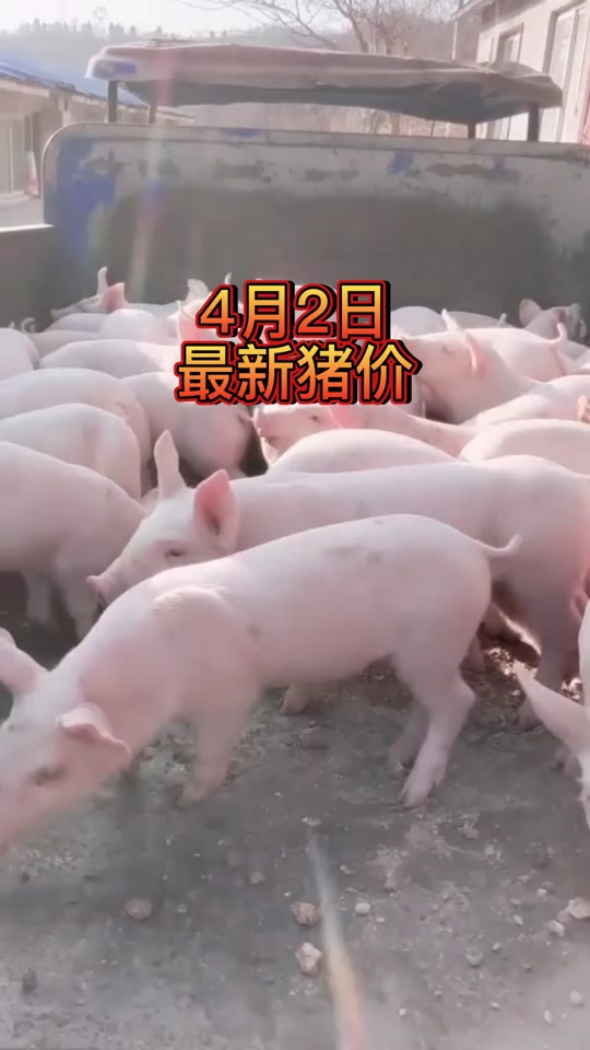 台州4月2日毛猪价多少元一斤 - 抖音