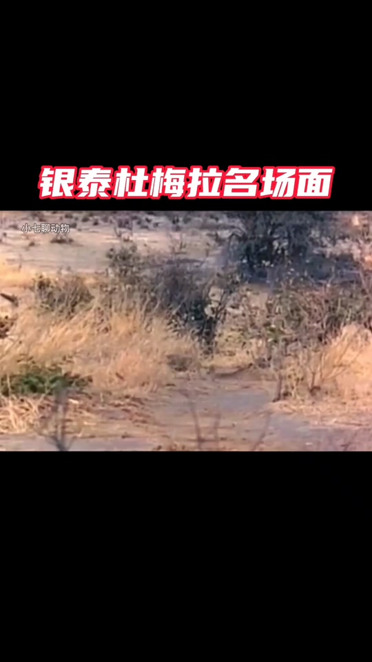 银泰杜梅拉为何人气高 - 抖音