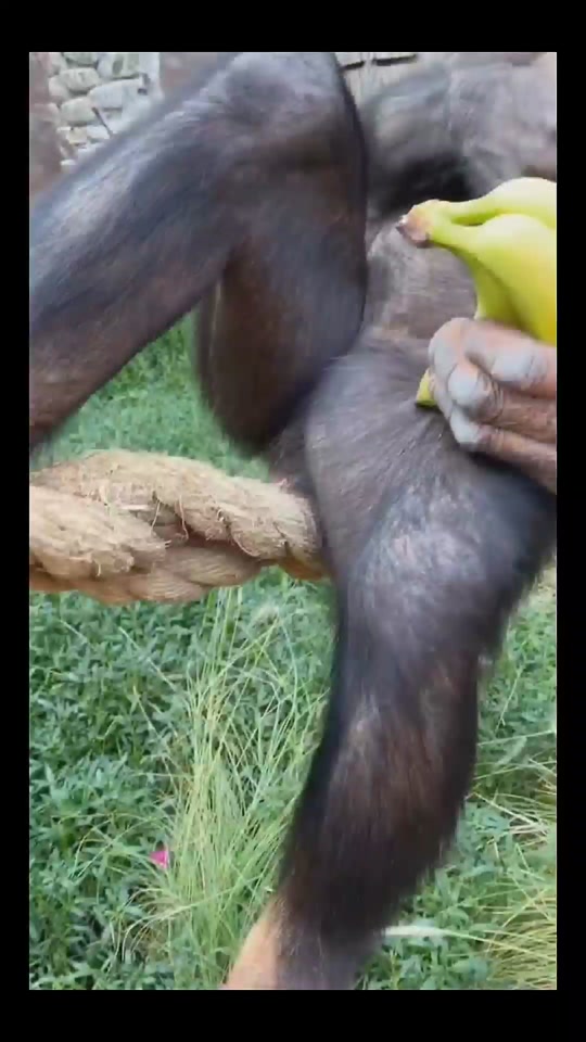 动物园猩猩跳舞鸡你太美