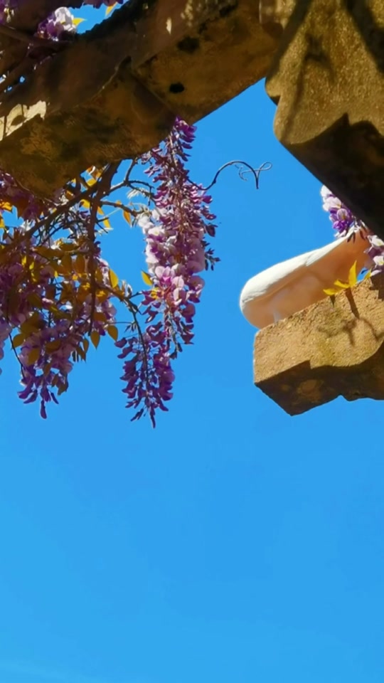 4月份南京紫藤花哪里好看 - 抖音