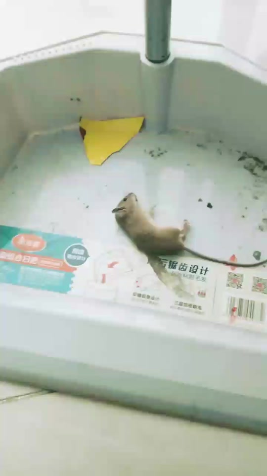 猫叫声凶猛60秒_猫叫声 凶猛_猫叫声 吓老鼠用 - 抖音