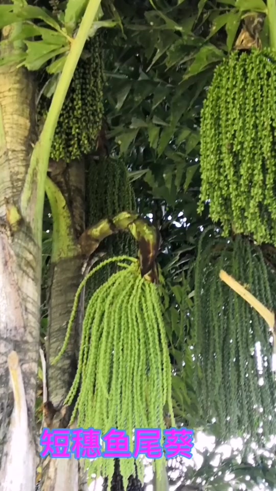 短穗鱼尾葵_短穗鱼尾葵果实能吃吗_短穗鱼尾葵功效与作用 - 抖音