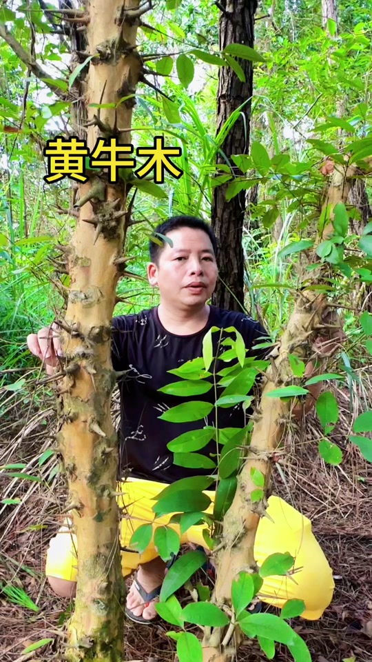 黄牛木寄生功效 - 抖音