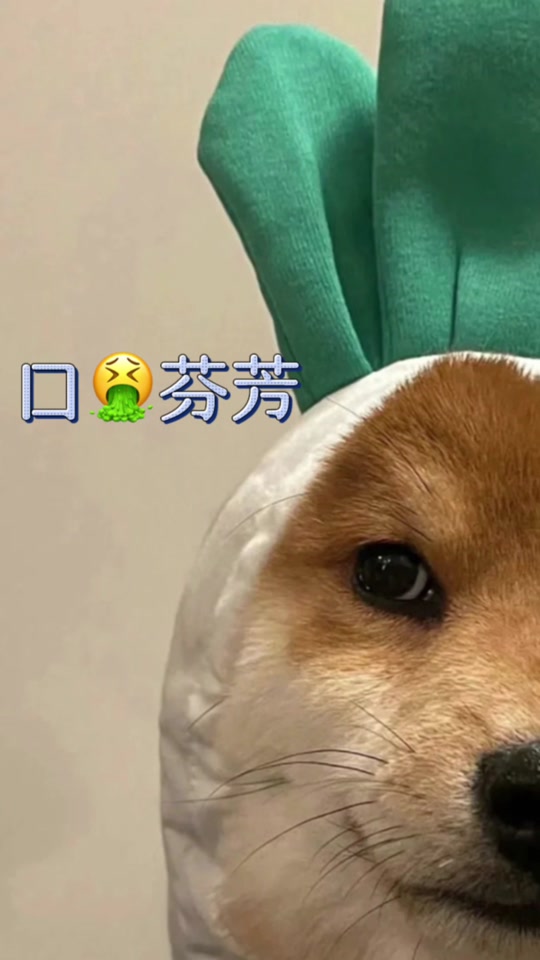 抖音上的张张=抖音张张参加的综艺