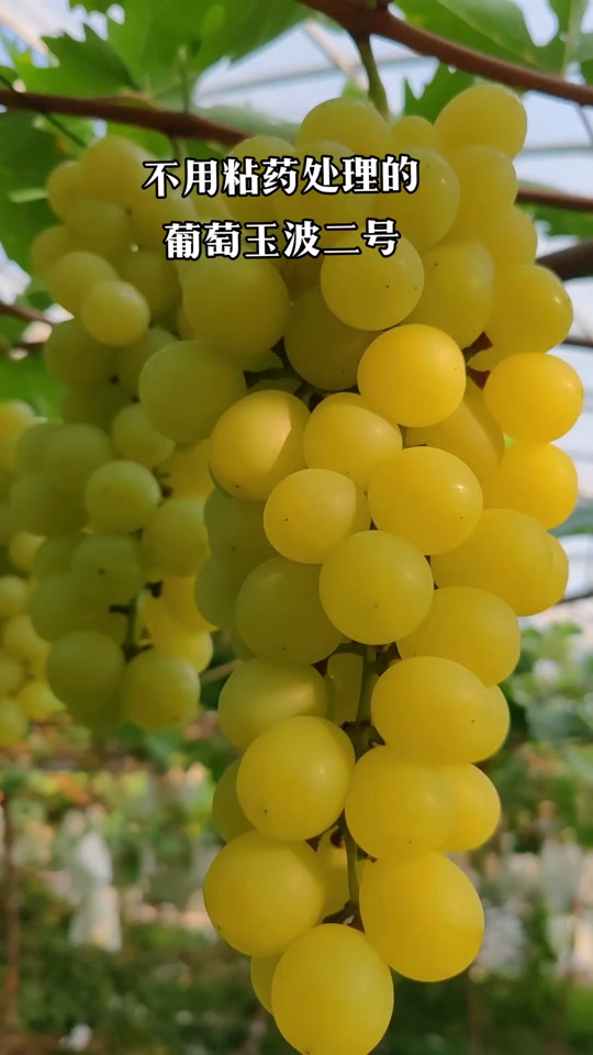 葡萄育种人韩玉波:不用任何药物处理玫瑰香浓香型葡萄玉波二号#国审