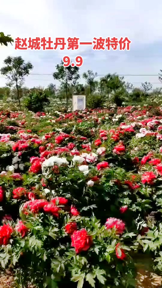 洪洞县赵城牡丹园现在开了吗怎么样 - 抖音