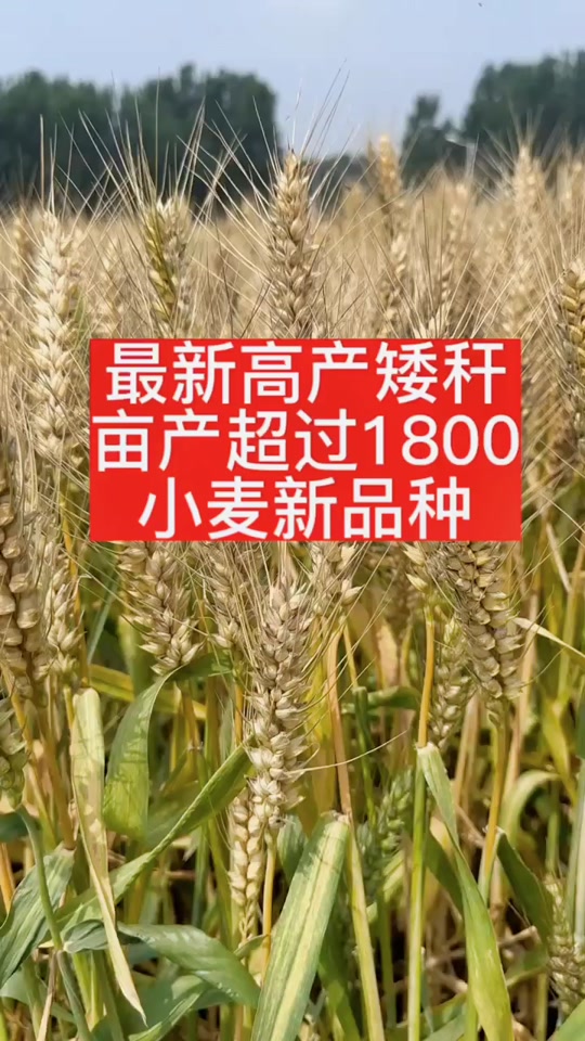 60公分矮杆特大穗小麦新品种 - 抖音