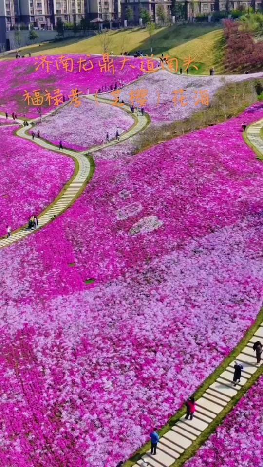 济南龙鼎大道花海2024开花了吗 - 抖音