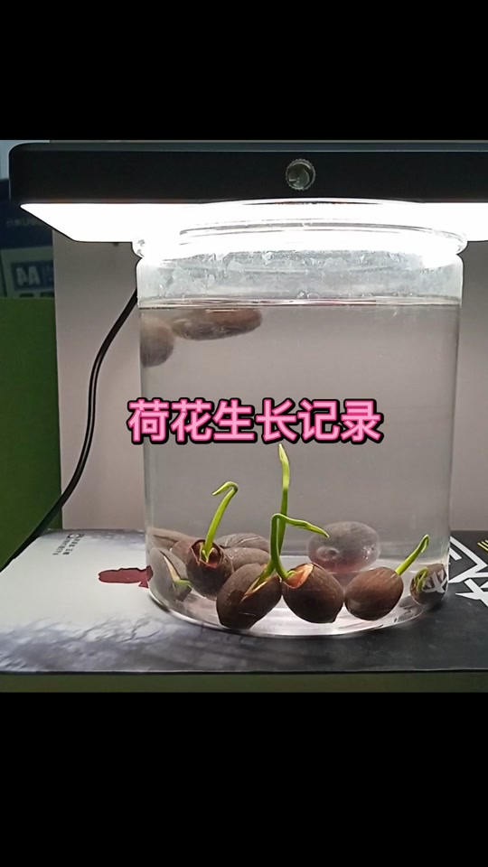 白何花的生长过程 - 抖音