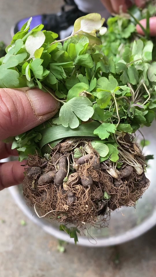 千年老鼠屎_千年老鼠屎功能与作用_千年老鼠屎中药名叫什么 - 抖音