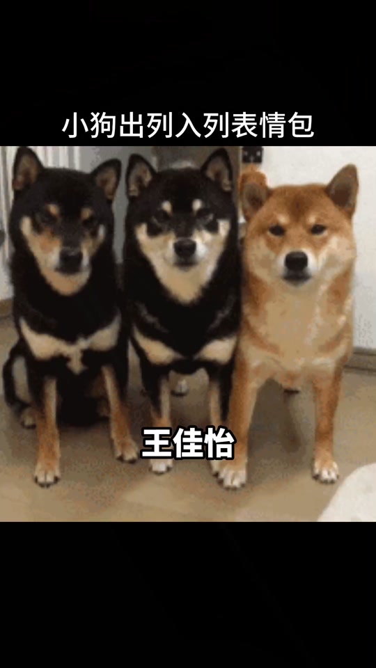 训狗基础教程表情包 - 抖音