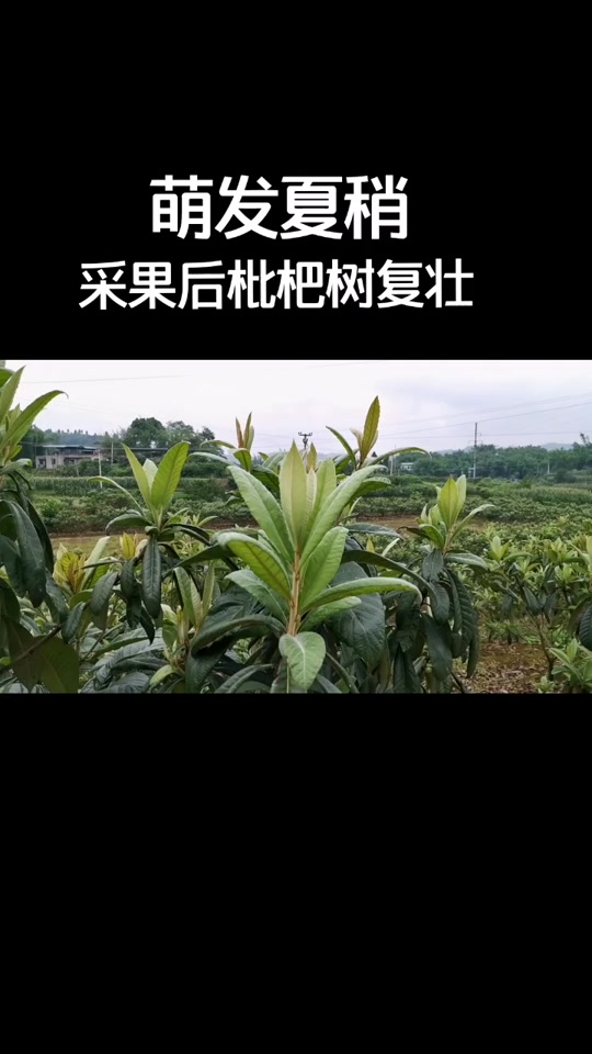 枇杷树夏季修剪解说 - 抖音