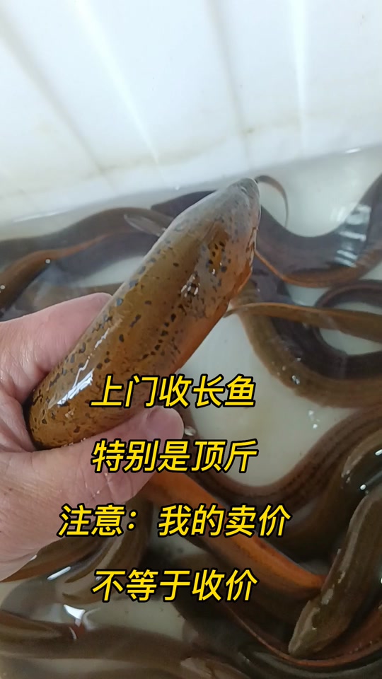 长鱼是黄鳝吗 - 抖音