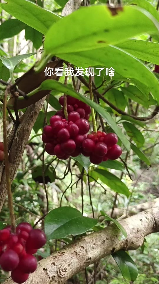 这个野果子有认识的吗 大家看看有认识的吗,小酒饭团,味道甜甜的