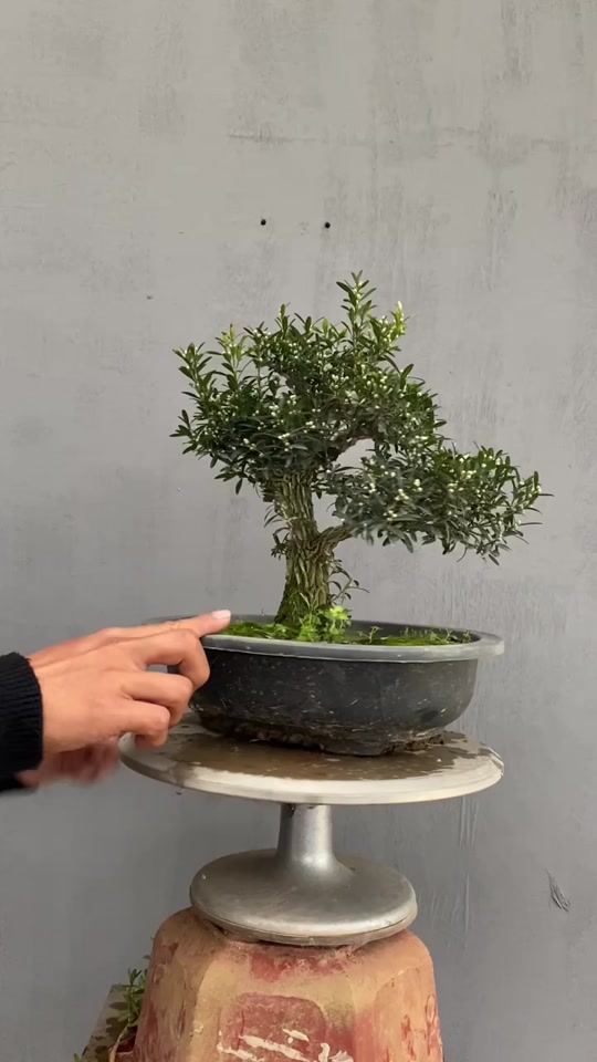 謎野龙鳞黄杨:小叶皱皮雀舌黄杨整形#黄杨盆景