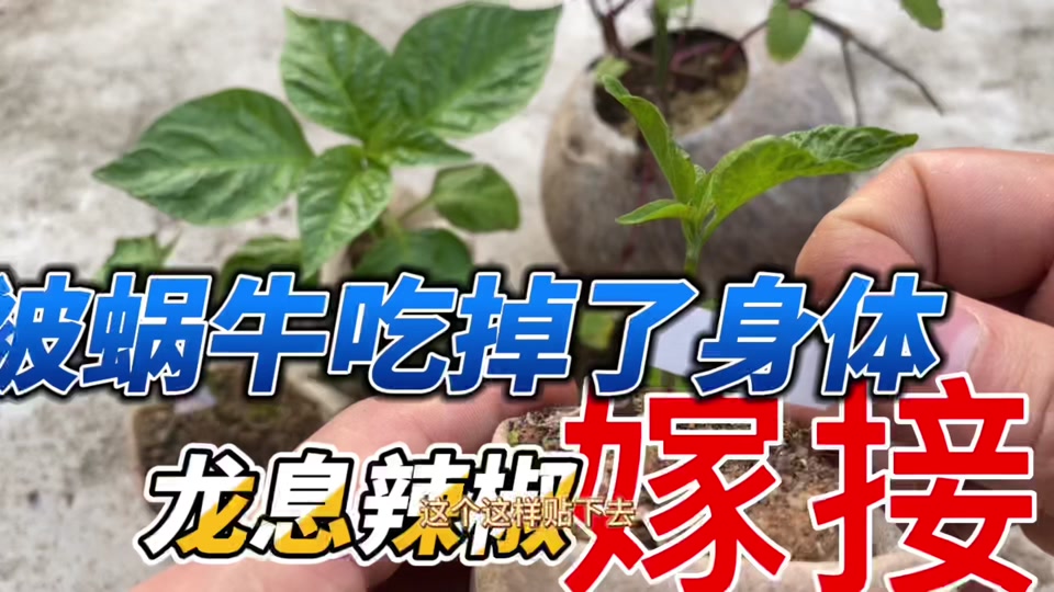 魔兽世界龙息辣椒的使用方法 - 抖音