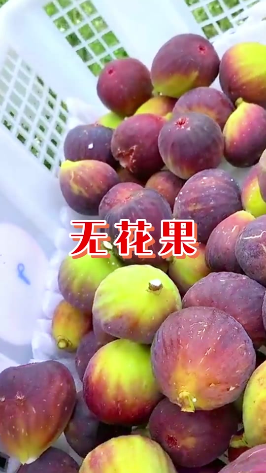 无花果家庭种植 - 抖音