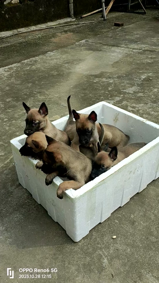 托尼马犬父亲是谁 - 抖音