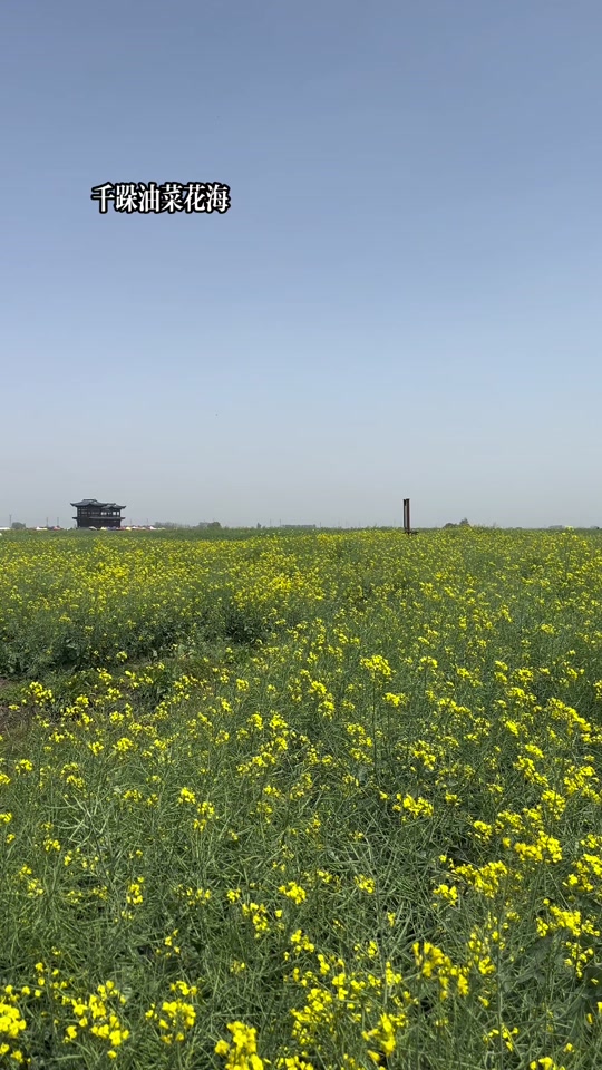 千垛油菜花风景区为啥会有人去 - 抖音