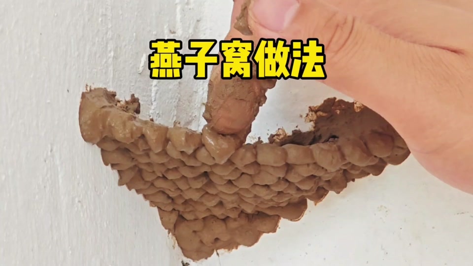 家燕金腰燕实拍:人工燕子窝是怎么做的?带你看下全过程!