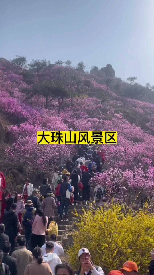 2024大珠山杜鹃花会第几届 - 抖音