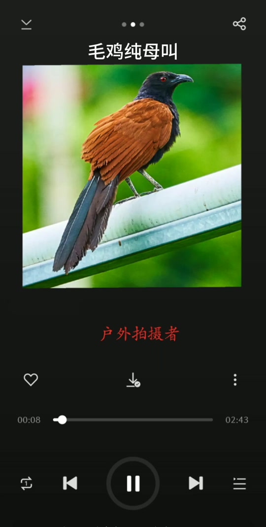 红毛鸡求偶叫声mp3_一年捉红毛鸡绝杀叫声_捉红毛鸡放音技巧 - 抖音