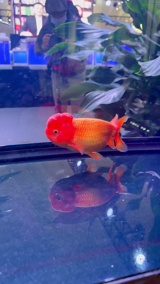 王虎金鱼