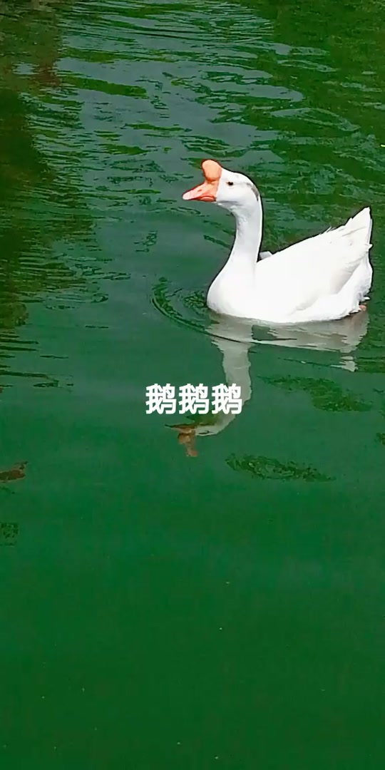 红掌拨清波_红掌拨清波什么意思_红掌拨清波的清是颜色吗 - 抖音