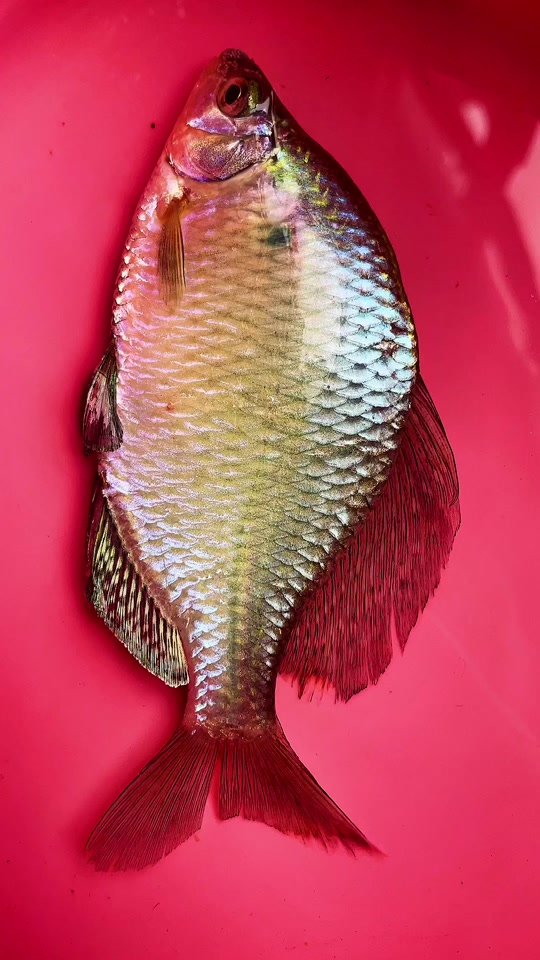 鳑鲏鱼最大有多大_世界上最大的鳑鲏鱼_巨型鳑鲏最大多重 - 抖音