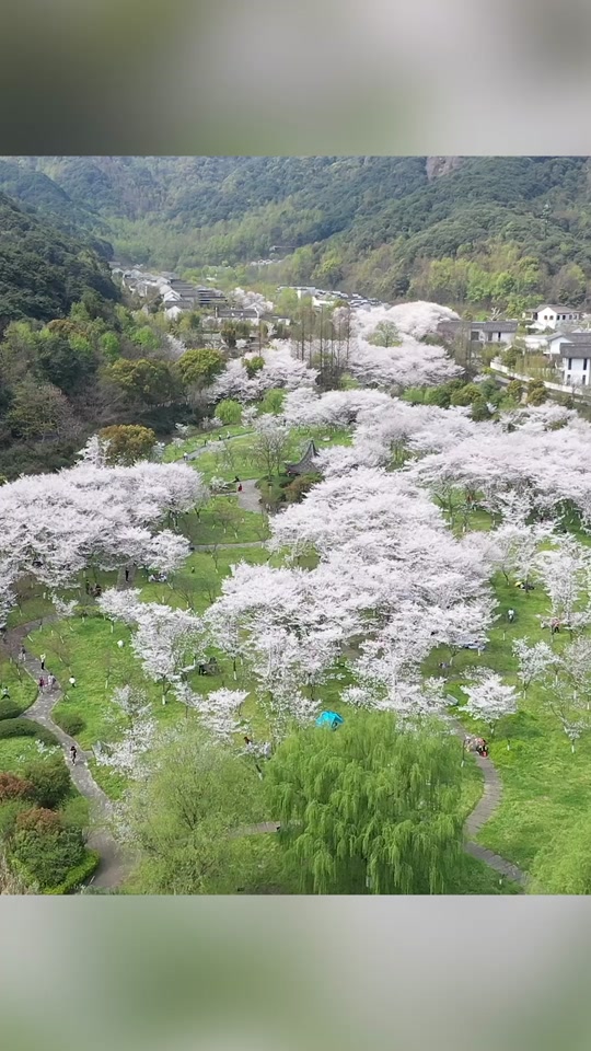 2024绍兴宛委山樱花开放时间 - 抖音