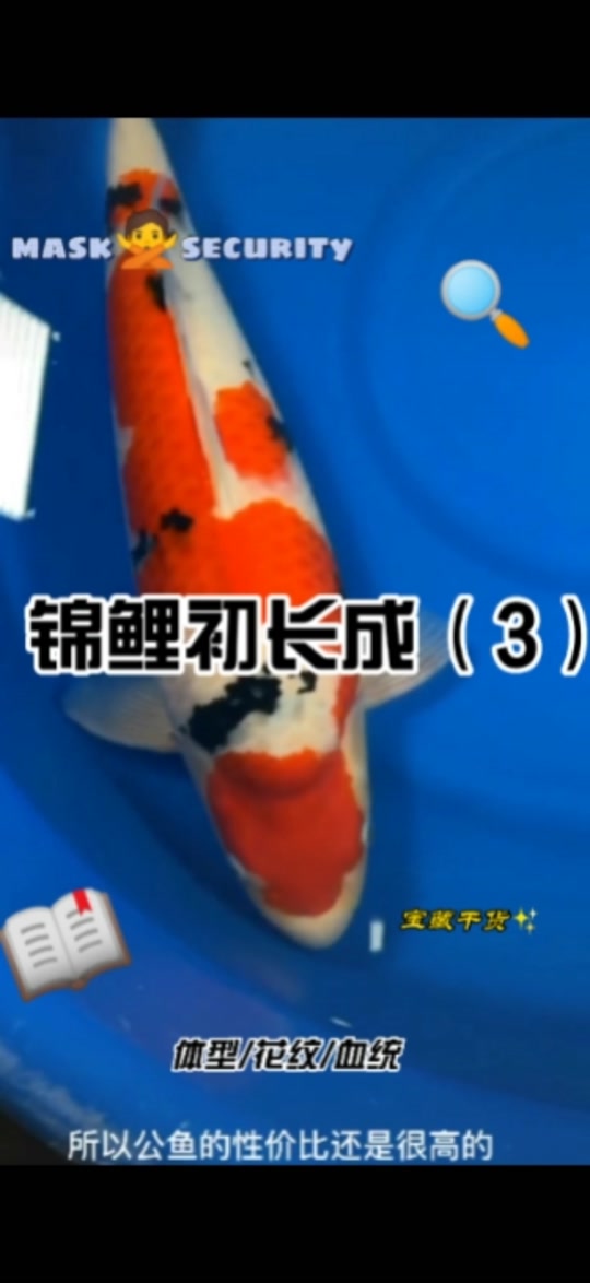 锦鲤生长速度_锦鲤生长速度1年多大_锦鲤生长速度对照表 - 抖音
