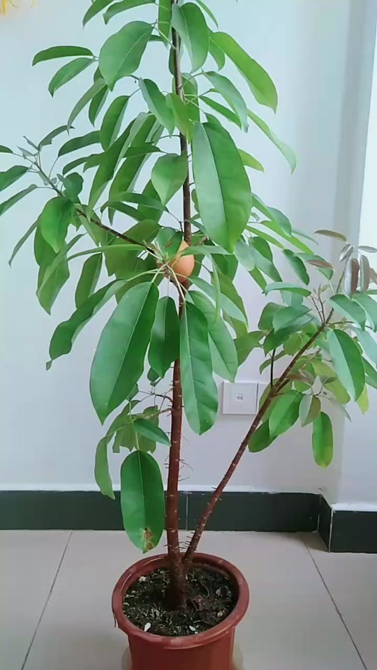 芒果树种植