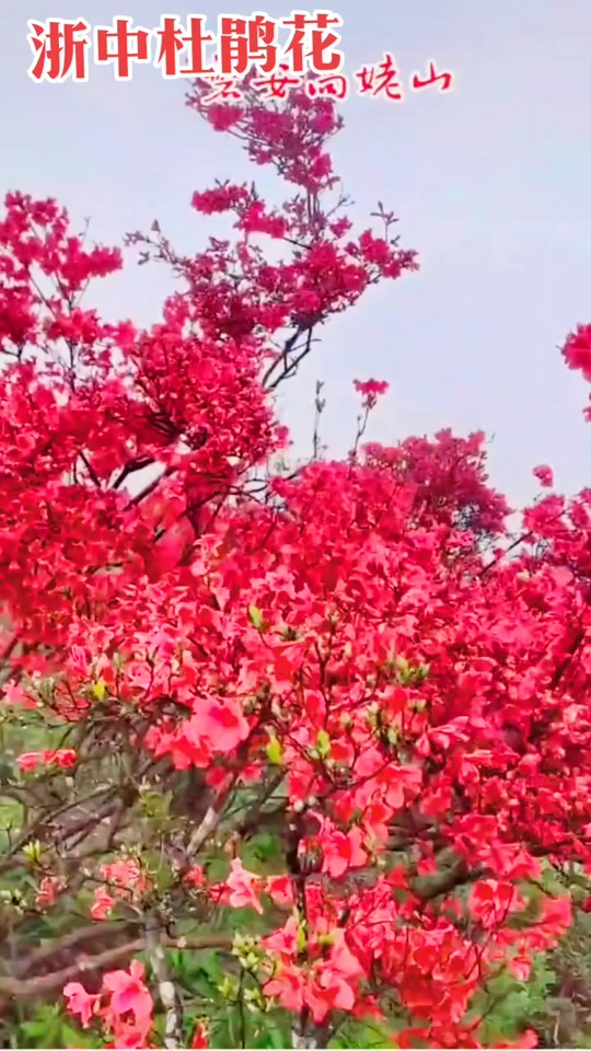 磐安悬岩村杜鹃花节时间 - 抖音