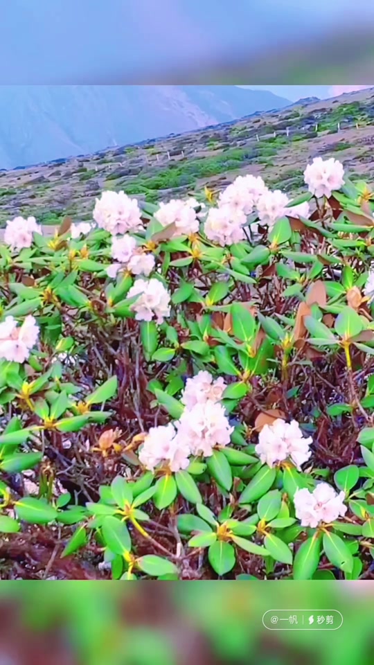 东川牯牛寨2024年春节爬山时间 - 抖音