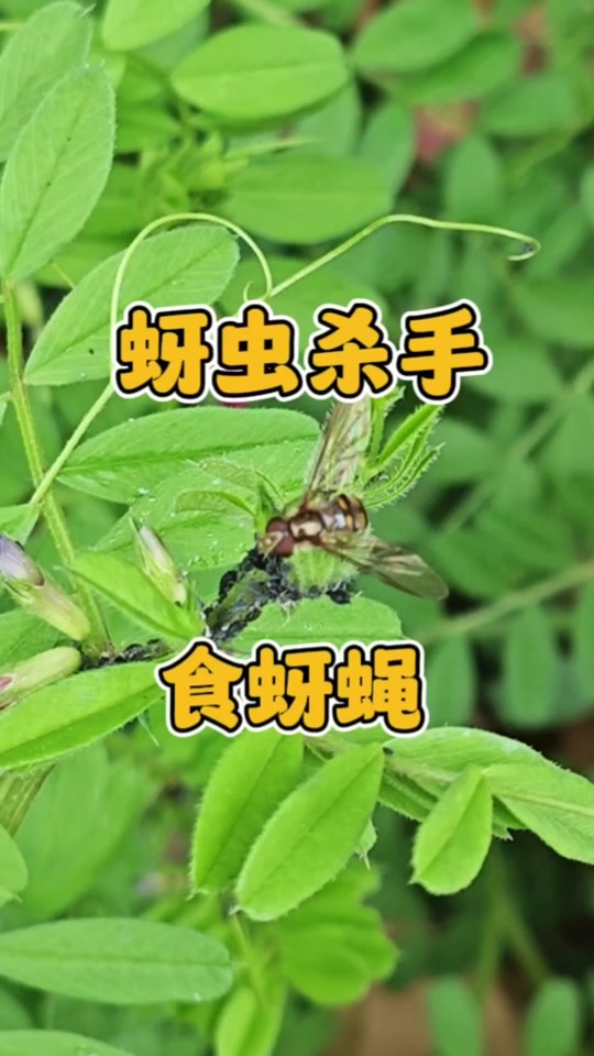 牛虻和苍蝇区别 - 抖音