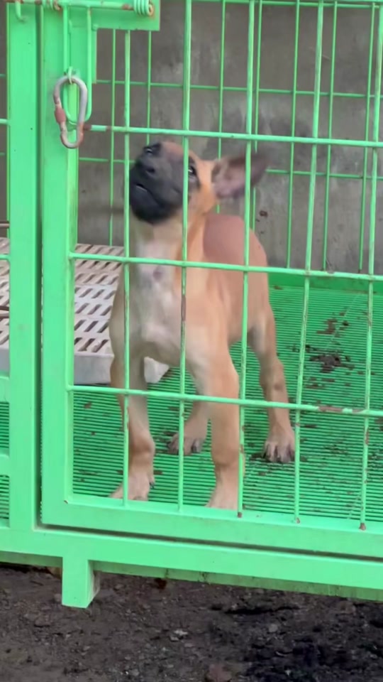 托尼马犬父亲是谁 - 抖音