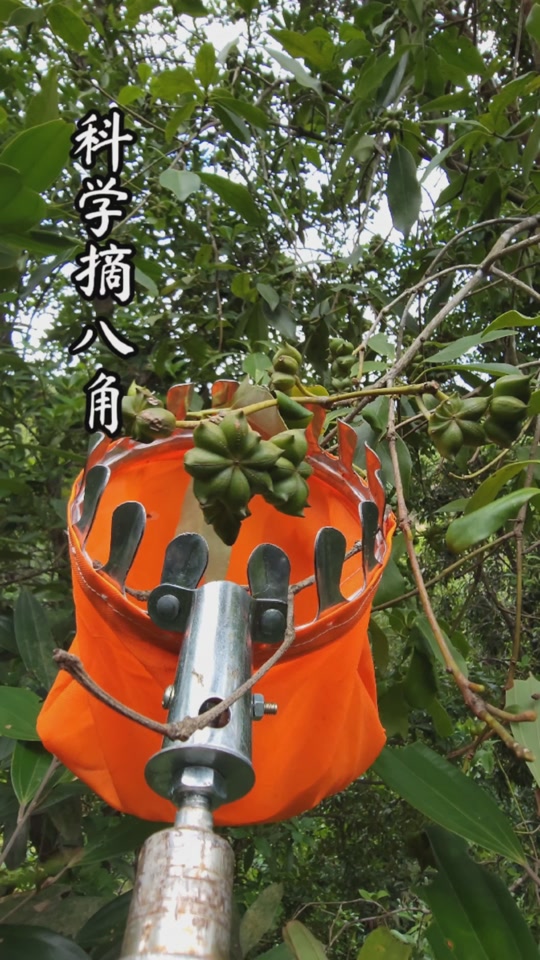 爬树摘八角工具