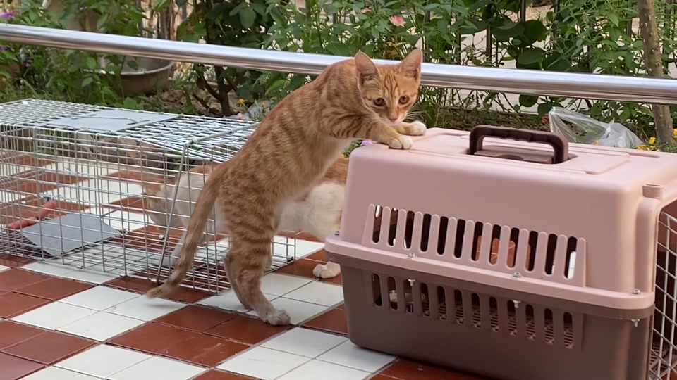 蠢喵二人组为什么没更新