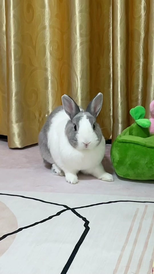 黄白道奇兔