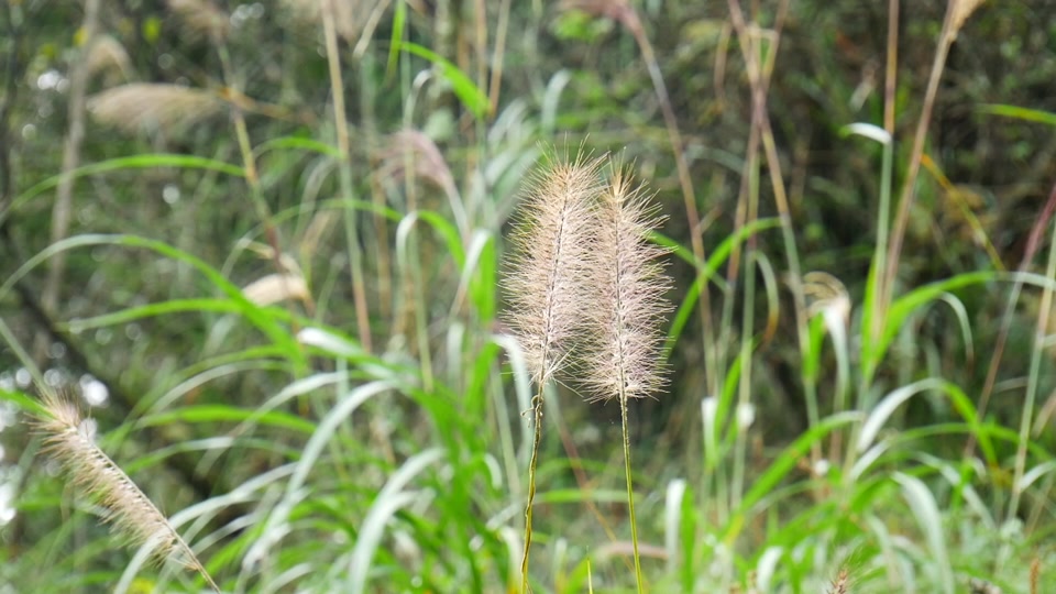 重庆阿英:石菖蒲大家认识吗?
