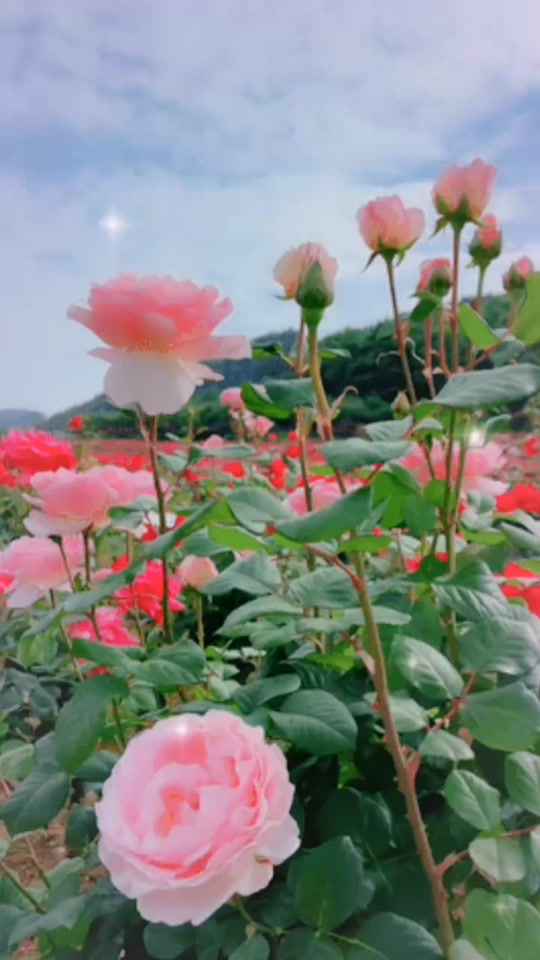 基督教歌谱歌词重新起航 - 抖音